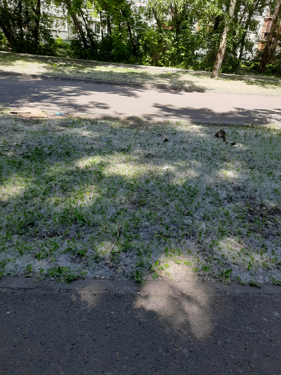 Пух на газоне