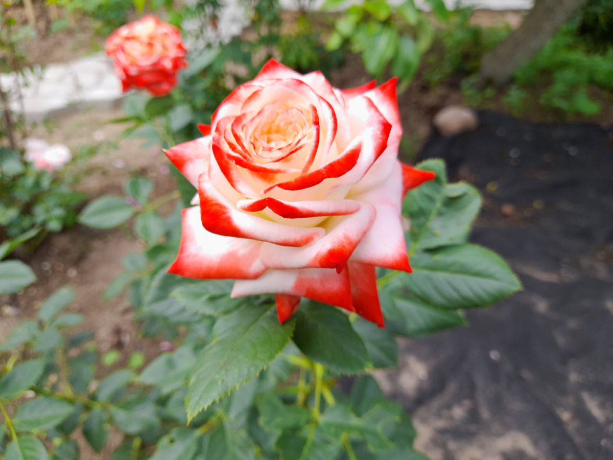 Мамины розы