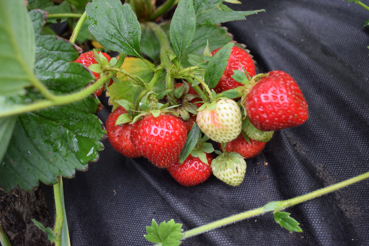 ягоды лежат не на земле(фото автора)