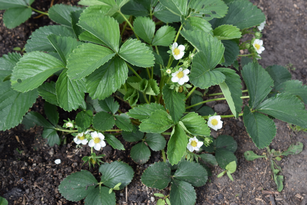 кустик клубники(фото автора)