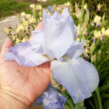 Прекрасный мамин ирис.