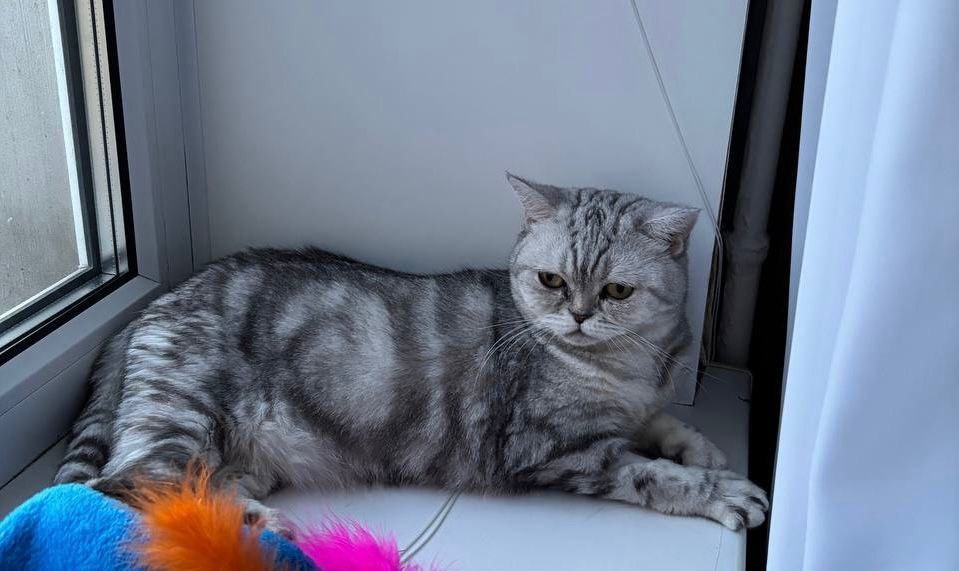 Адаптация нашей королевы проходит просто волшебно!