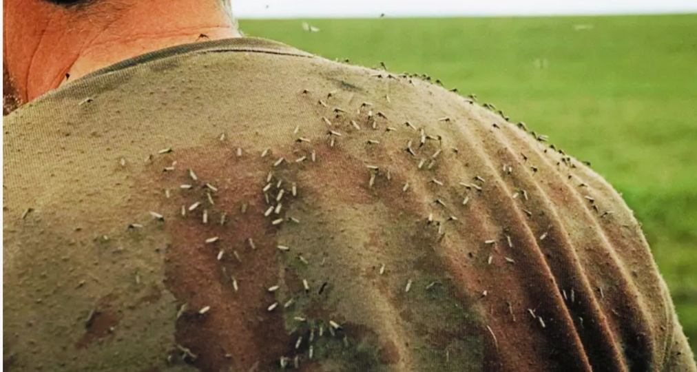 Как сосед по дачи избавил весь кооператив от Комаров