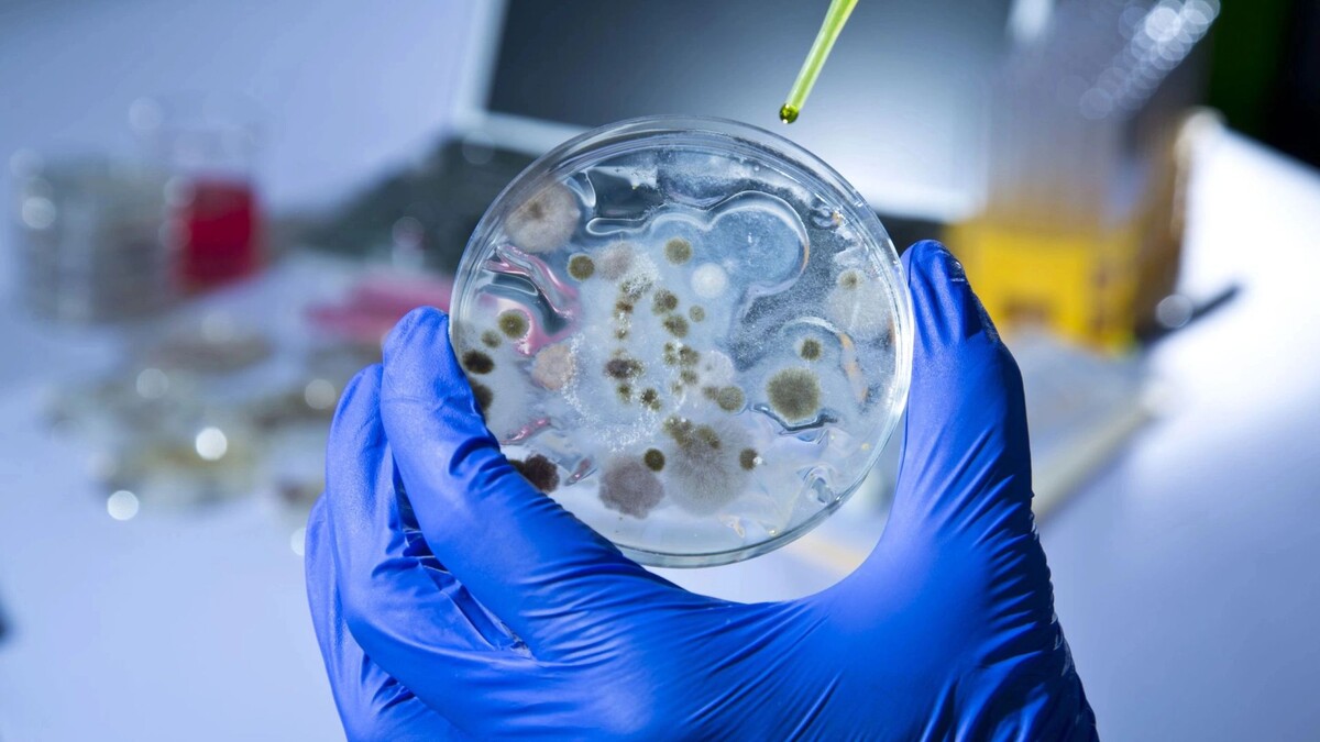    Фото: CASTALDOstudio.com/Shutterstock/Fotodom