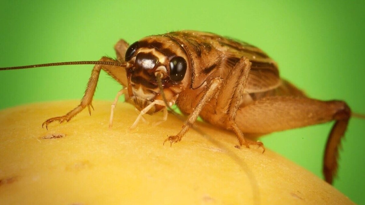     Автор: Petr Gebelt Источник: https://upload.wikimedia.org