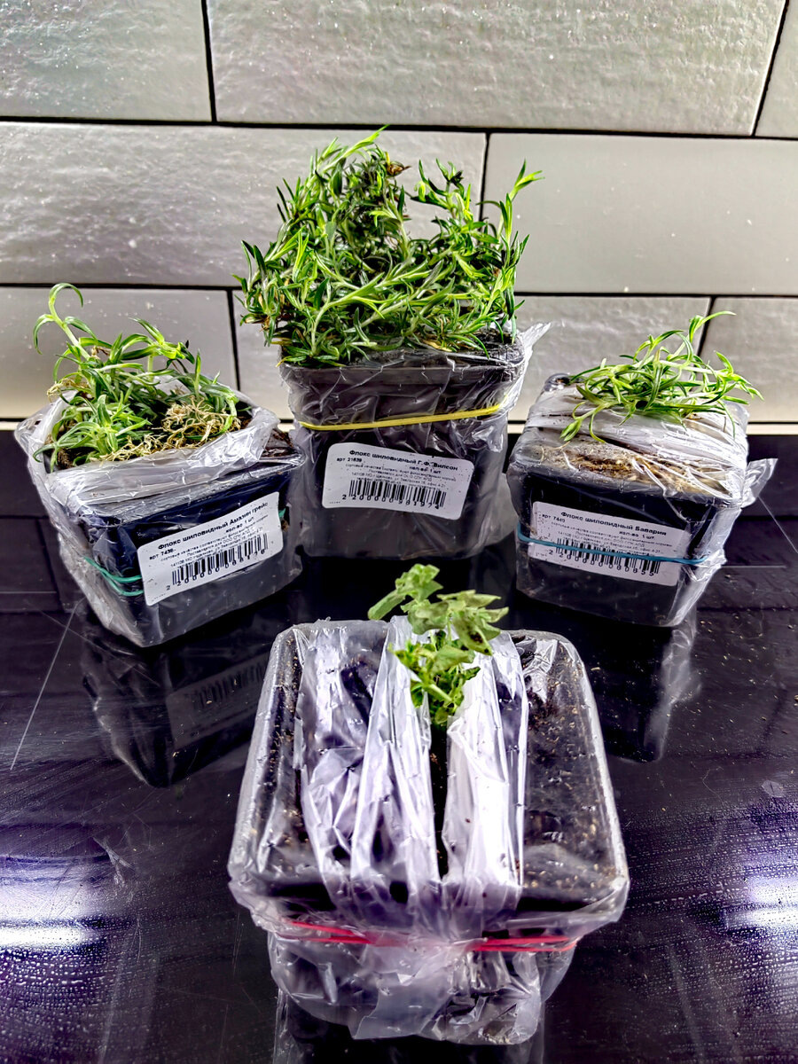 Внутренняя упаковка. Земля в горшочках еще и мхом проложена.