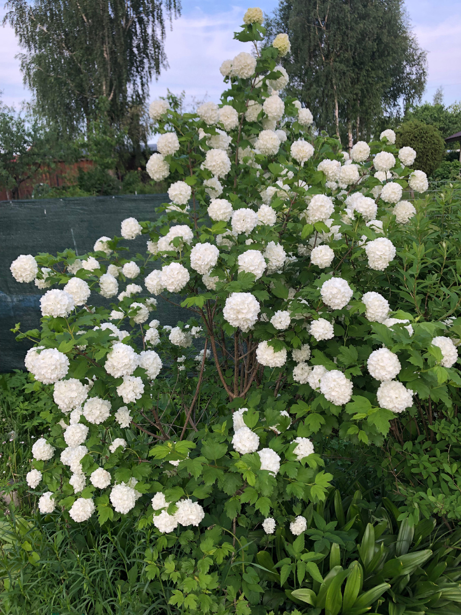 Калина Бульдонеж