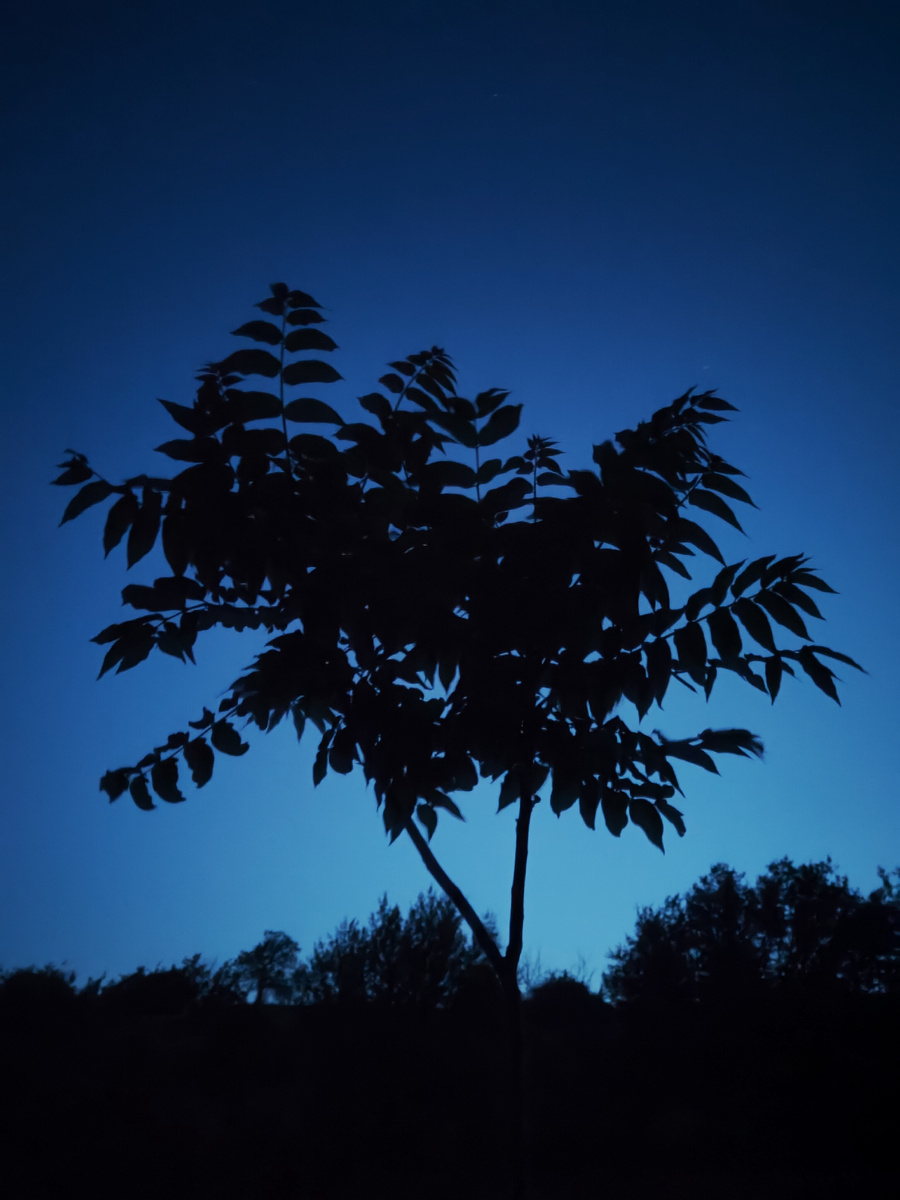 Кстати, айлант