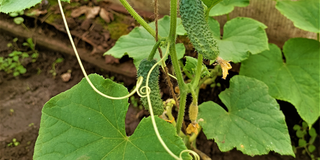 Полив огурцов: 7 простых правил для двойного урожая