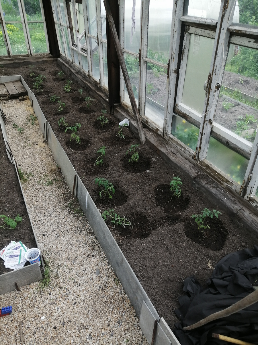 Часть нашей большой теплицы
