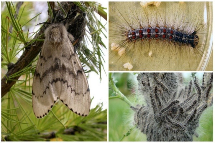    Фото с сайта Россельхозцентра