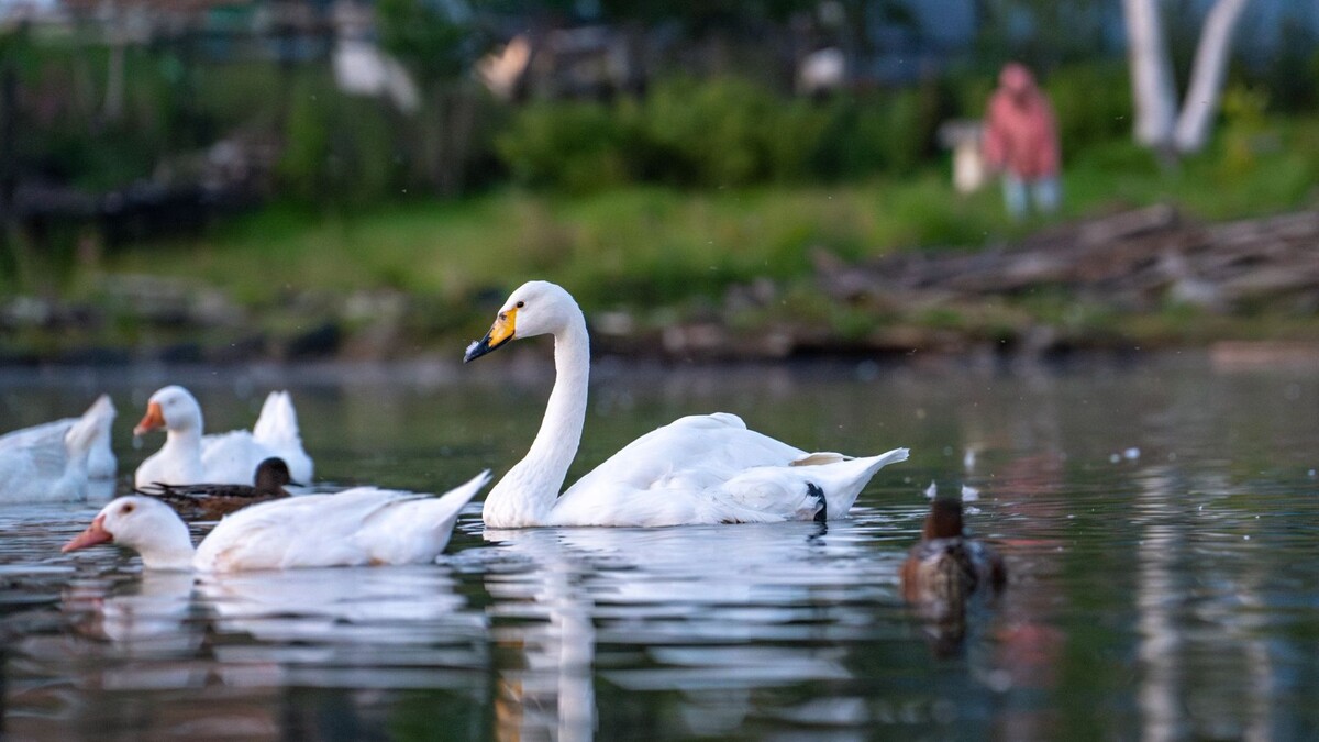    Фото: Зубков Сергей / «Ямал-Медиа»