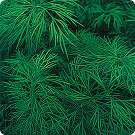 Укроп Голдкрон F1