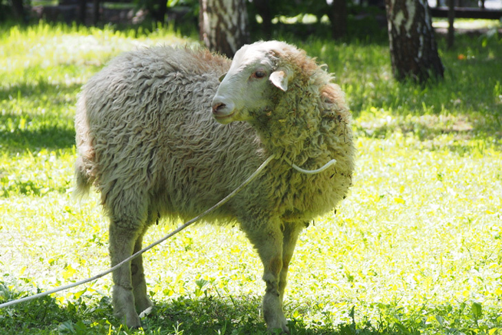    Фото из архива VN.ru