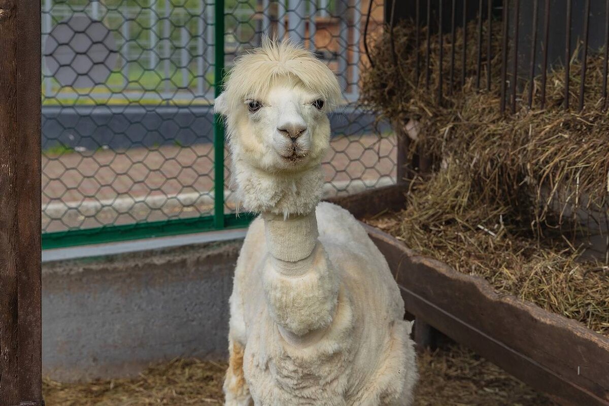     Альпакам из красноярского «Роева ручья» делают летние стрижки