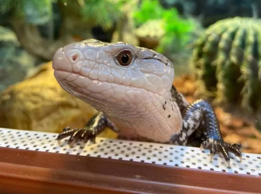 Фото: Челябинский зоопарк