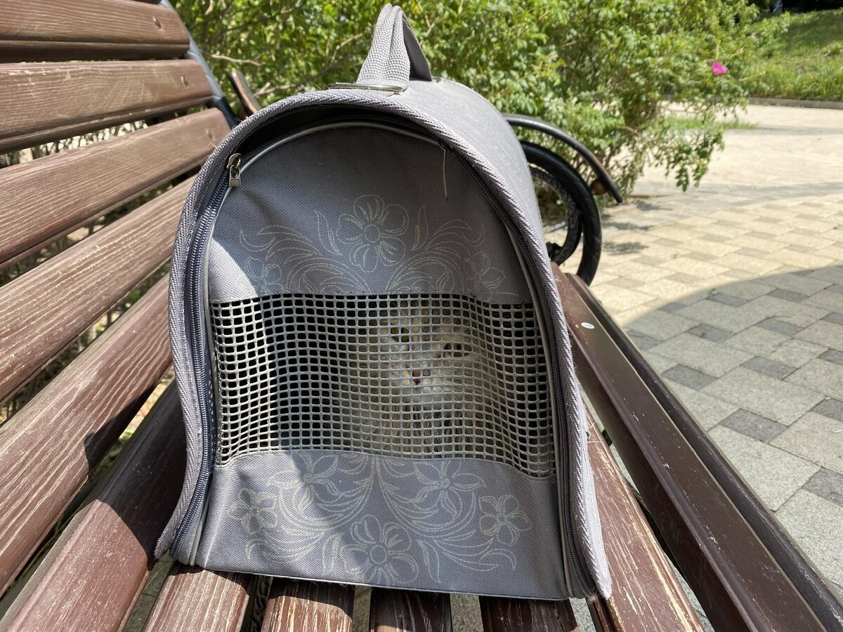 По пути в ветклинику. Фото автора