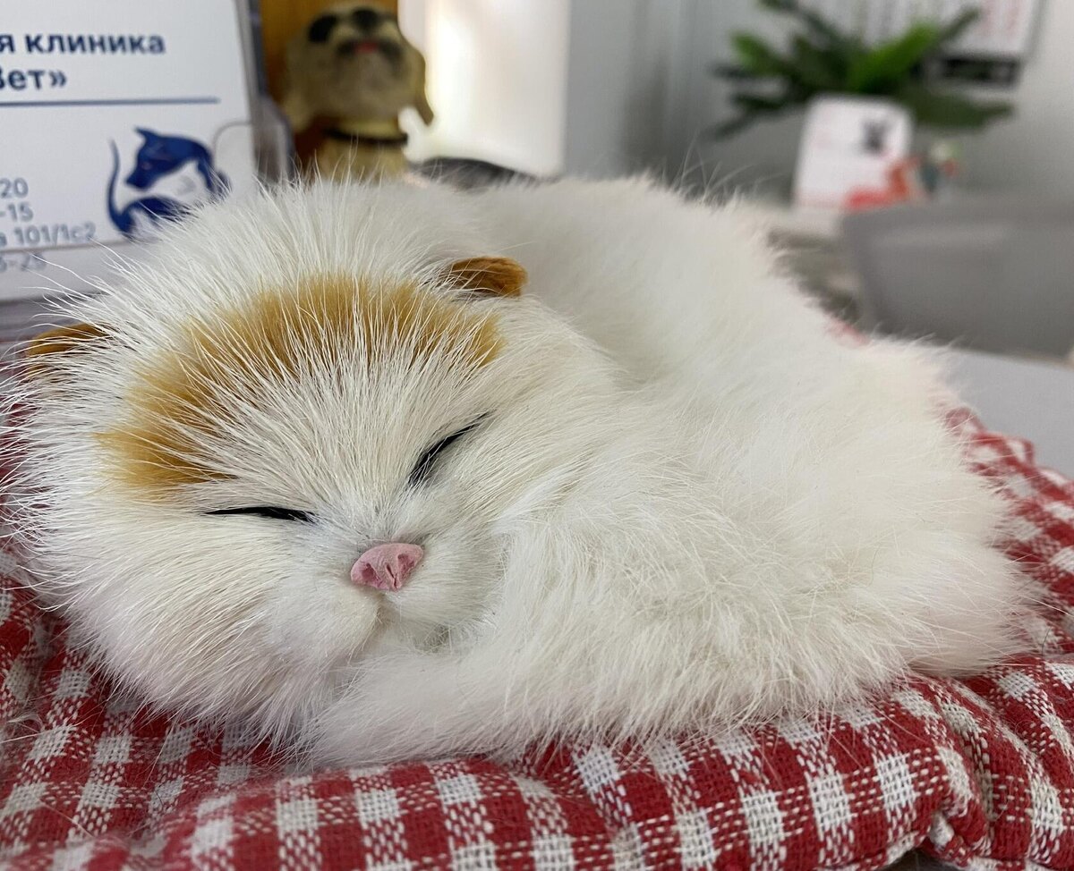 В ветклинике. Фото автора