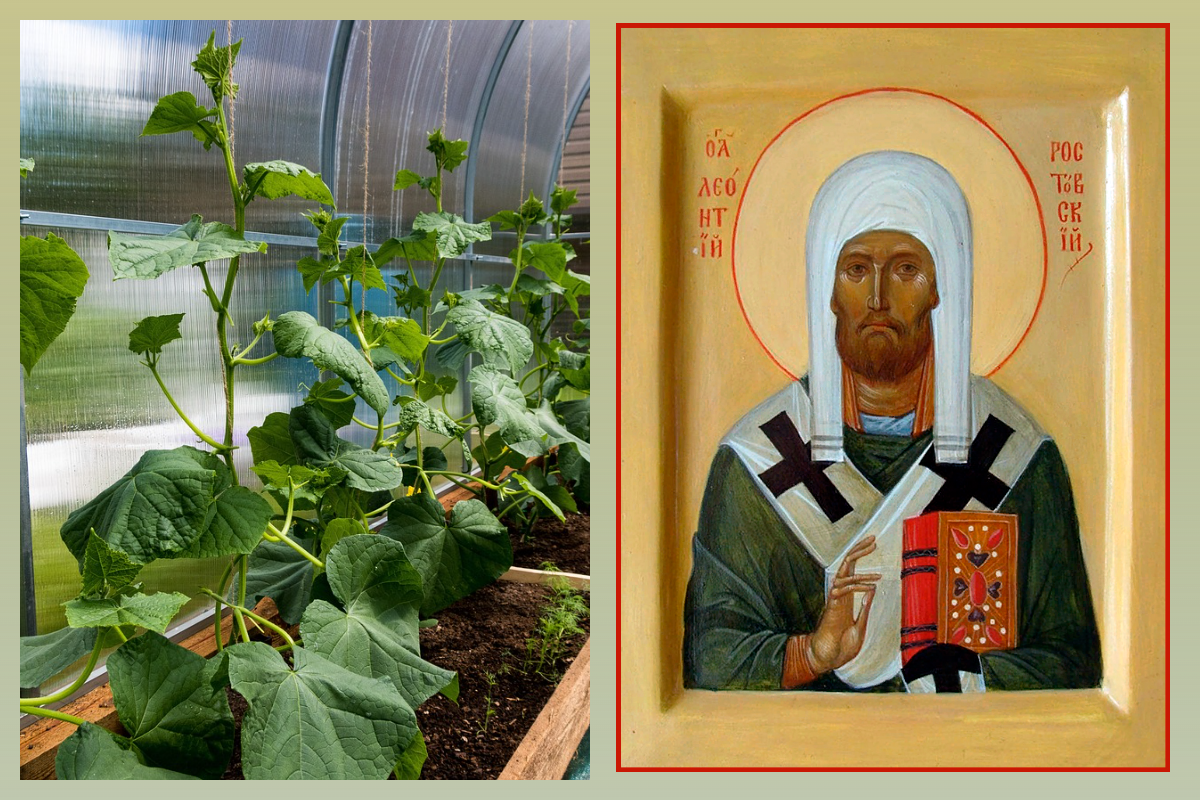 Свт. Леонтий Ростовский, епископ/azbuka.ru, Огурцы в теплице/pixabay.com
