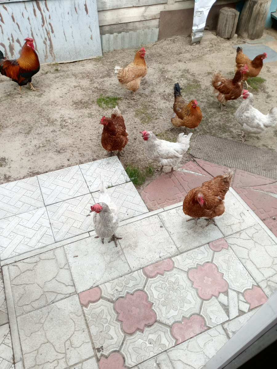 мокрые, грязные и злые