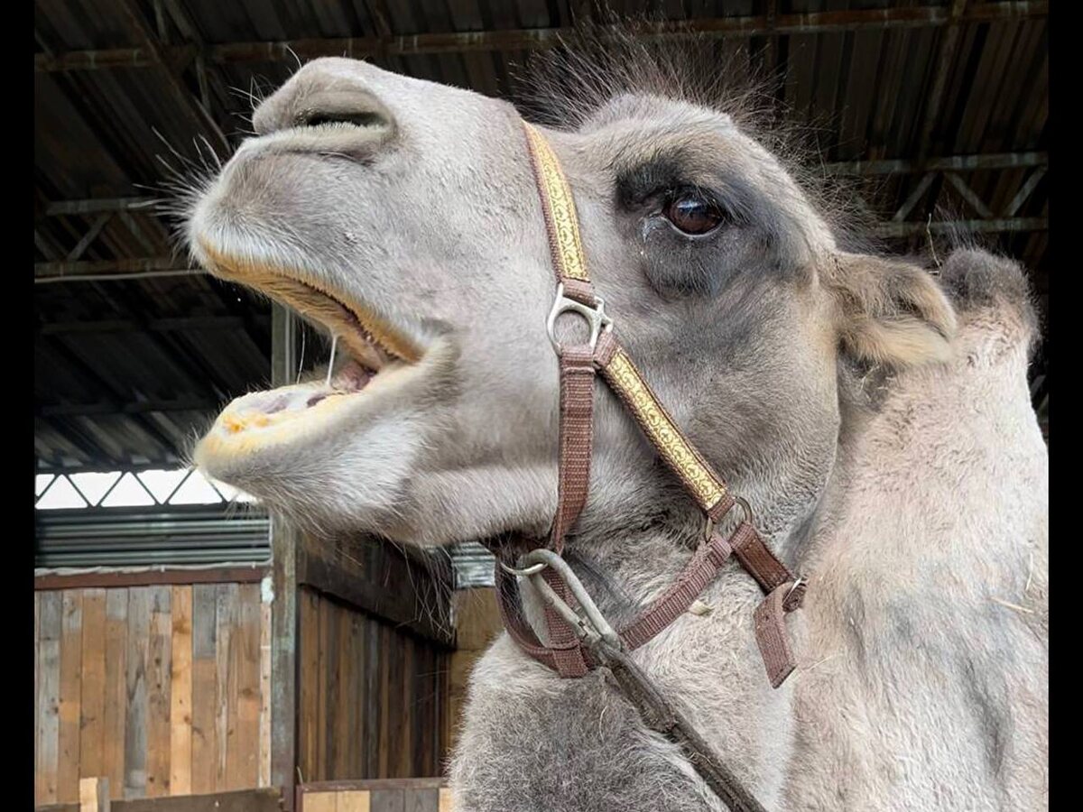 Весит двугорбовый верблюд 450–690 кг.  Фото: Августинка Алена