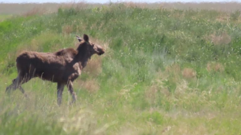    В Светлинский район забрёл лось Мария Чалкина