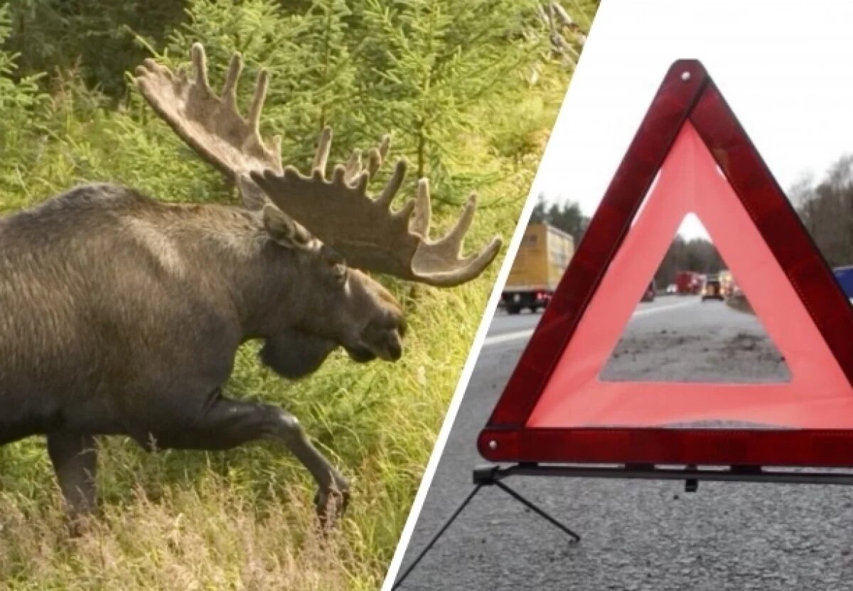    Не сигналь!