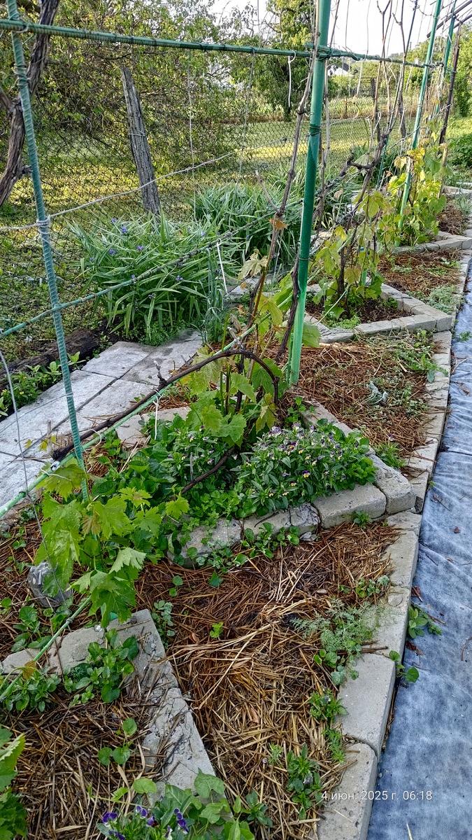 А теперь почти всё начинать сначала. Ряд Восторга овального.