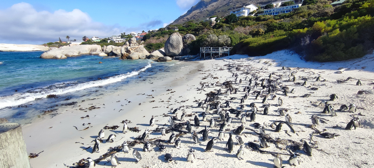 Boulders Beach 