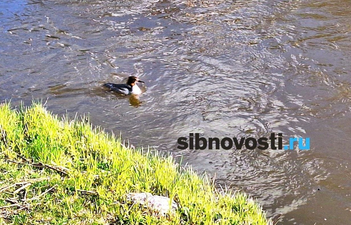    Фото: sibnovosti.ru