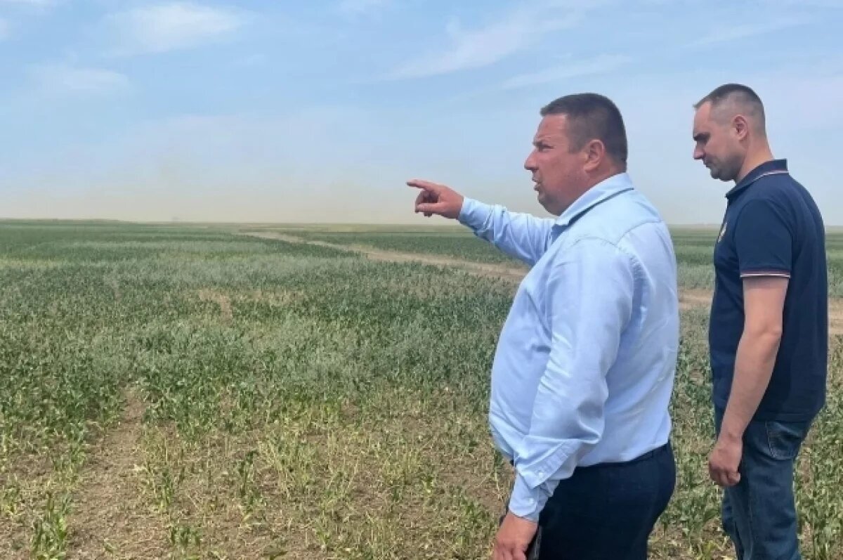    Нашествие сайгаков. В Саратове рассмотрят статус «мигрантов»