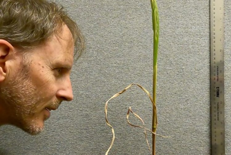    Не сорняк, а бесценный помощник в создании самовоскресающих после засухи культур