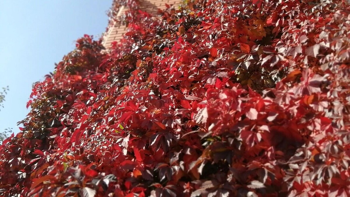     Источник: 1MI