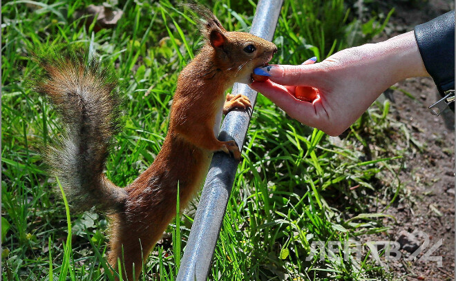    © Анастасия Илюшина для ЛенТВ24