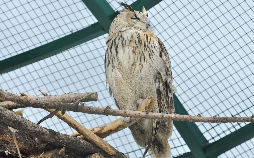    Птицам ижевского зоопарка поставили прививки от птичьего гриппа