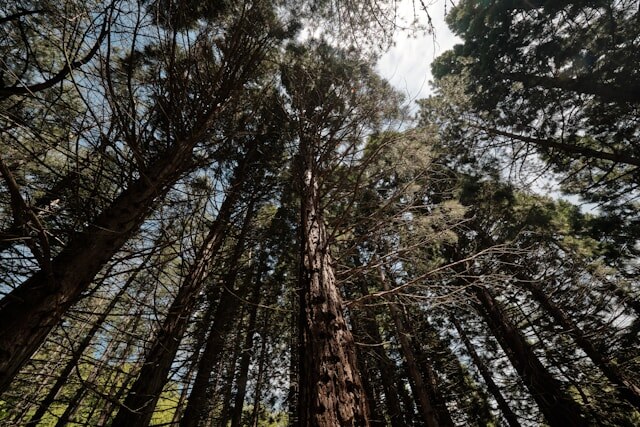    Photo by Yuriy Mayatnikov on Unsplash