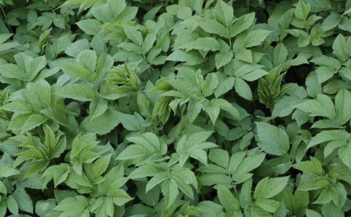 Как избавиться от сныти на участке: эффективные методы борьбы