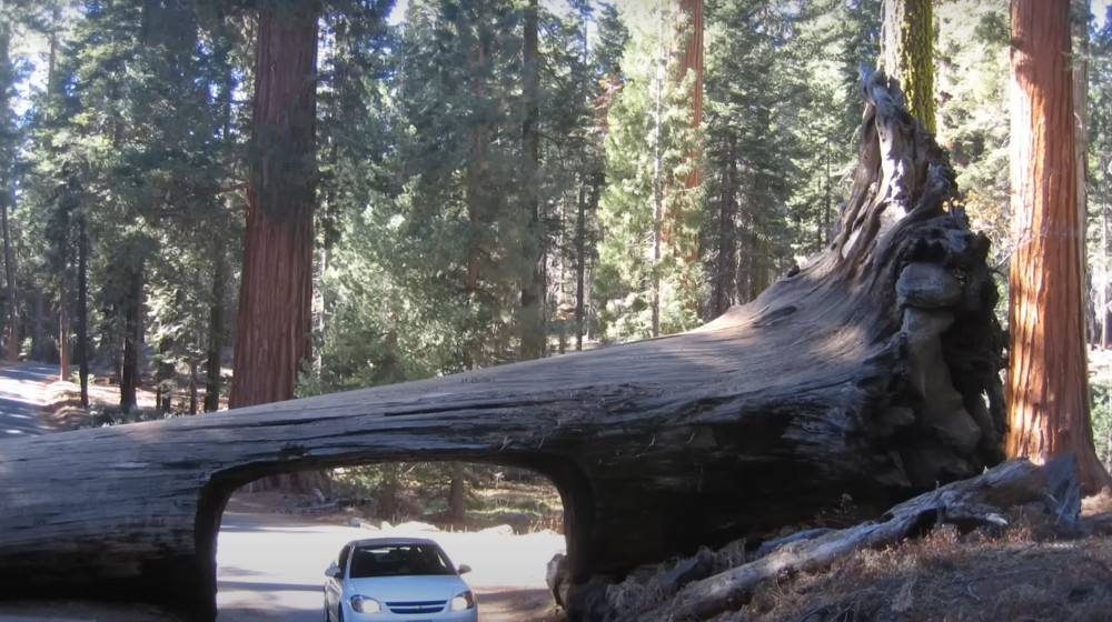    Почему на Земле почти нет деревьев старше двухсот лет