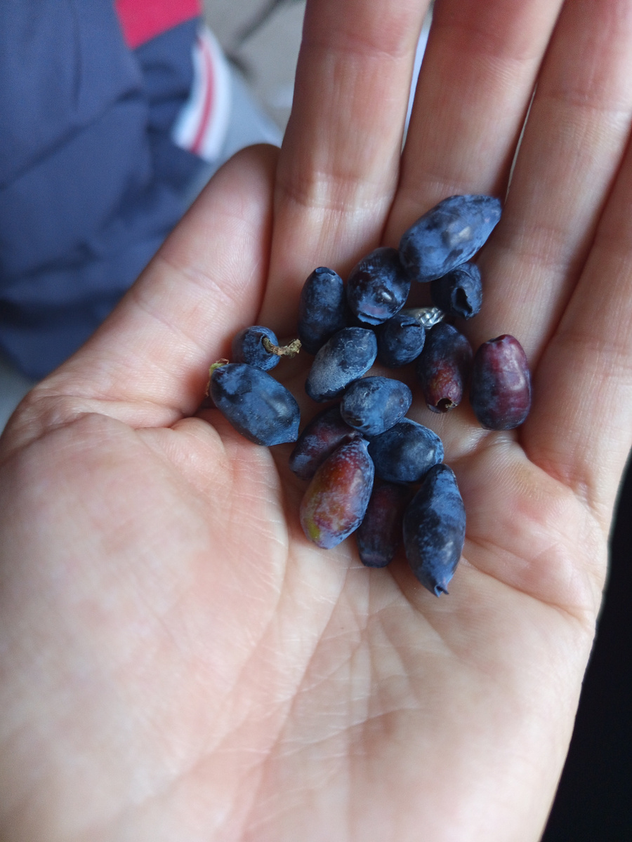 Жимолость скоро можно будет собирать))