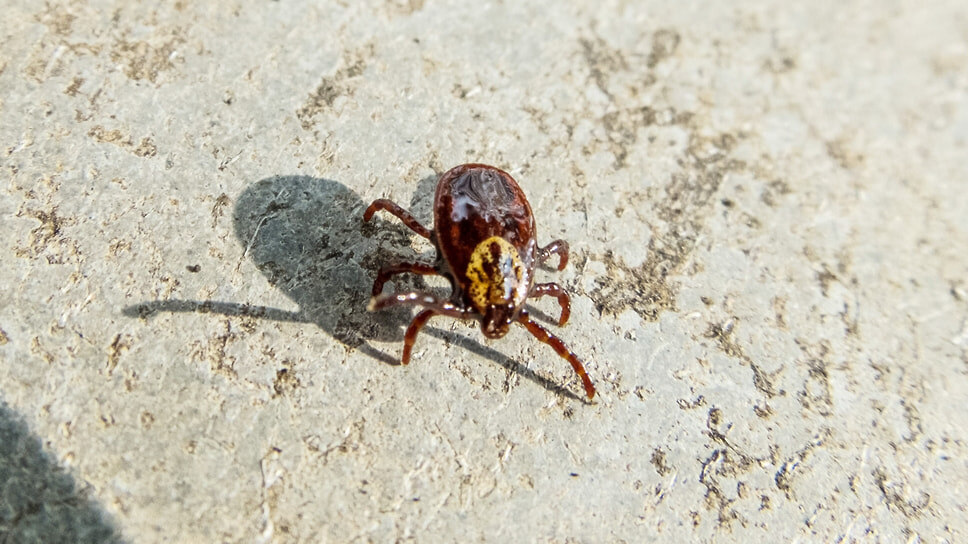 Фото: Игорь Елисеев / Коммерсантъ