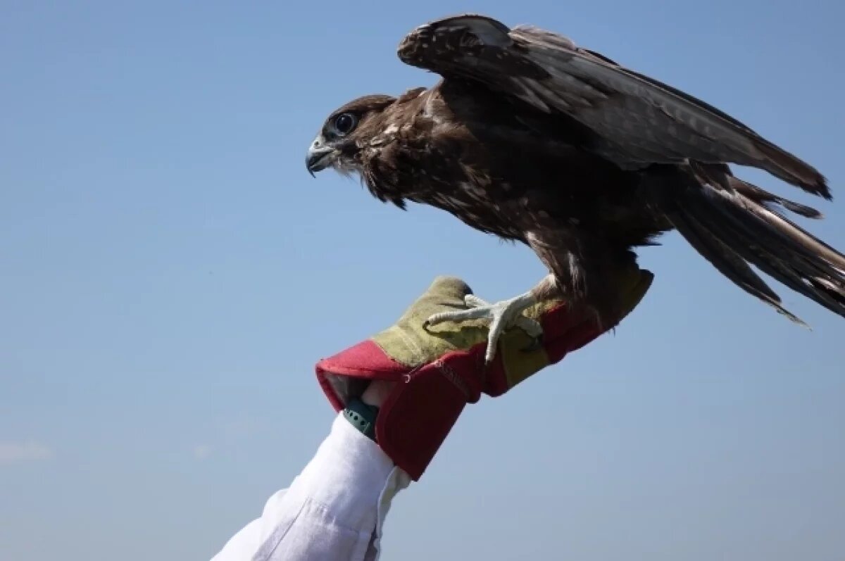    Минниханов предложил татарстанцам назвать птенцов соколов-балобанов