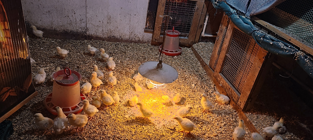 Пока они вольготно живут в этом вольере