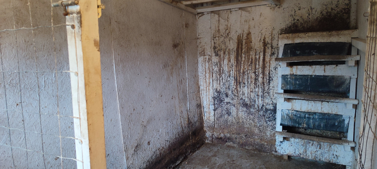 Согласитесь, так жить нельзя... А ведь осенью куры заезжали в чистый вольер. 