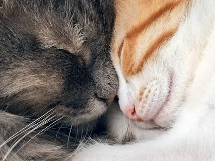 Обнимашки. Фото из интернета