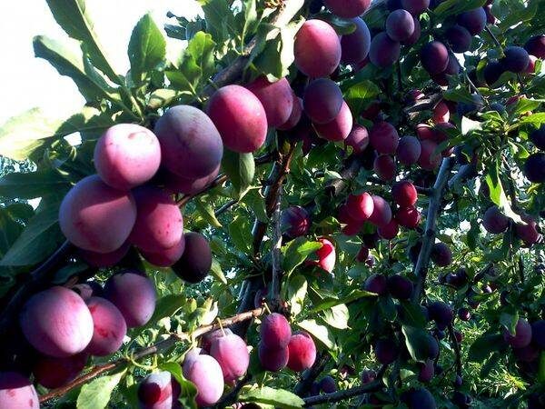 Секреты обильного урожая: как повысить урожайность сливы