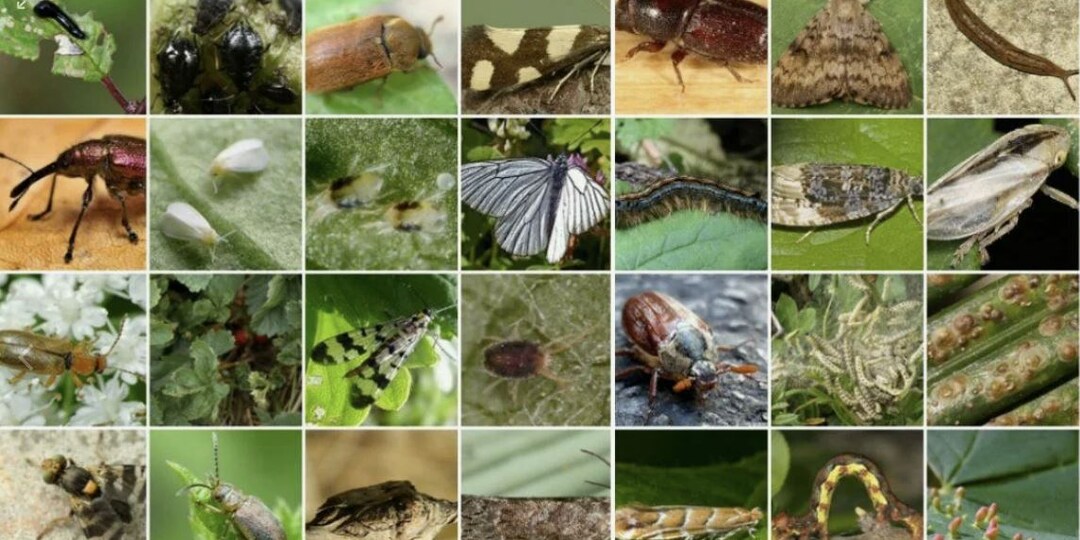 Популярные биопрепараты от садовых вредителей: безопасная защита урожая