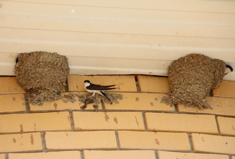 Орнитологи приглашают всех желающих принять участие в мониторинге. Фото: Пермское орнитологическое общество в соцсети «ВКонтакте»
