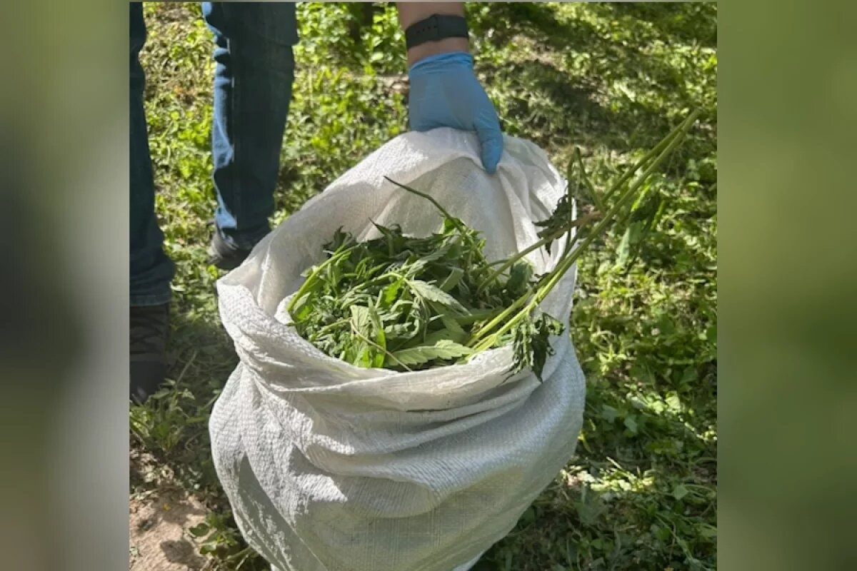    Вырастившему полсотни кустов конопли волгоградцу грозят 10-лет колонии