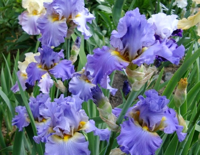 Уход за ирисами после цветения: что делать, чтобы они цвели пышнее