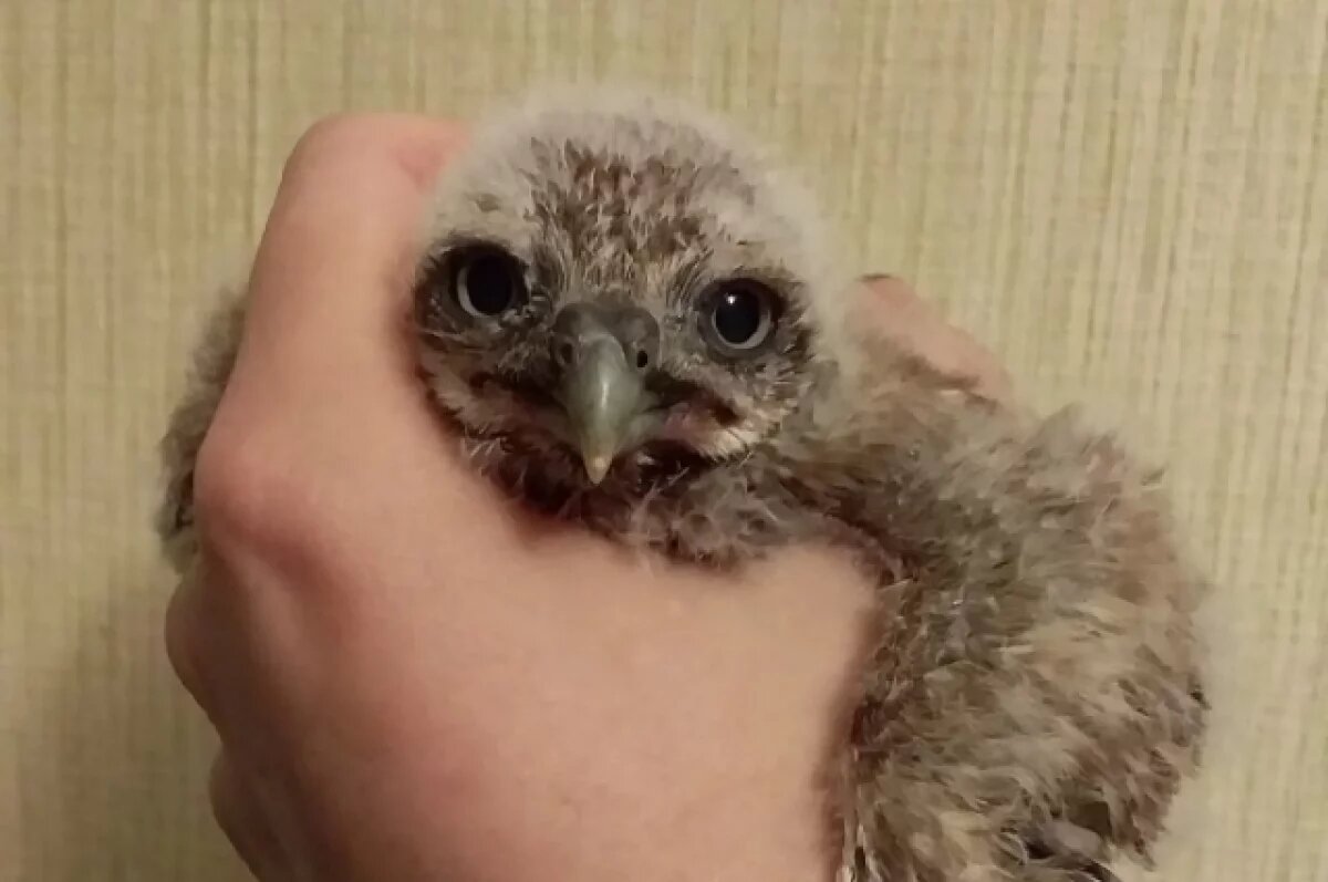    Сломанные крылья.